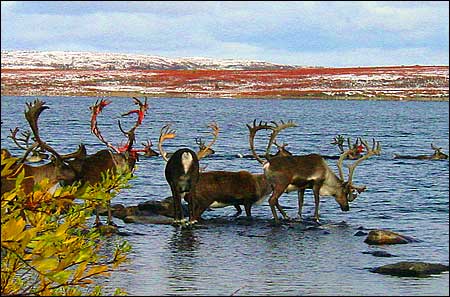  9 cuộc di cư hoang d&atilde; ngoạn mục nhất thế giới